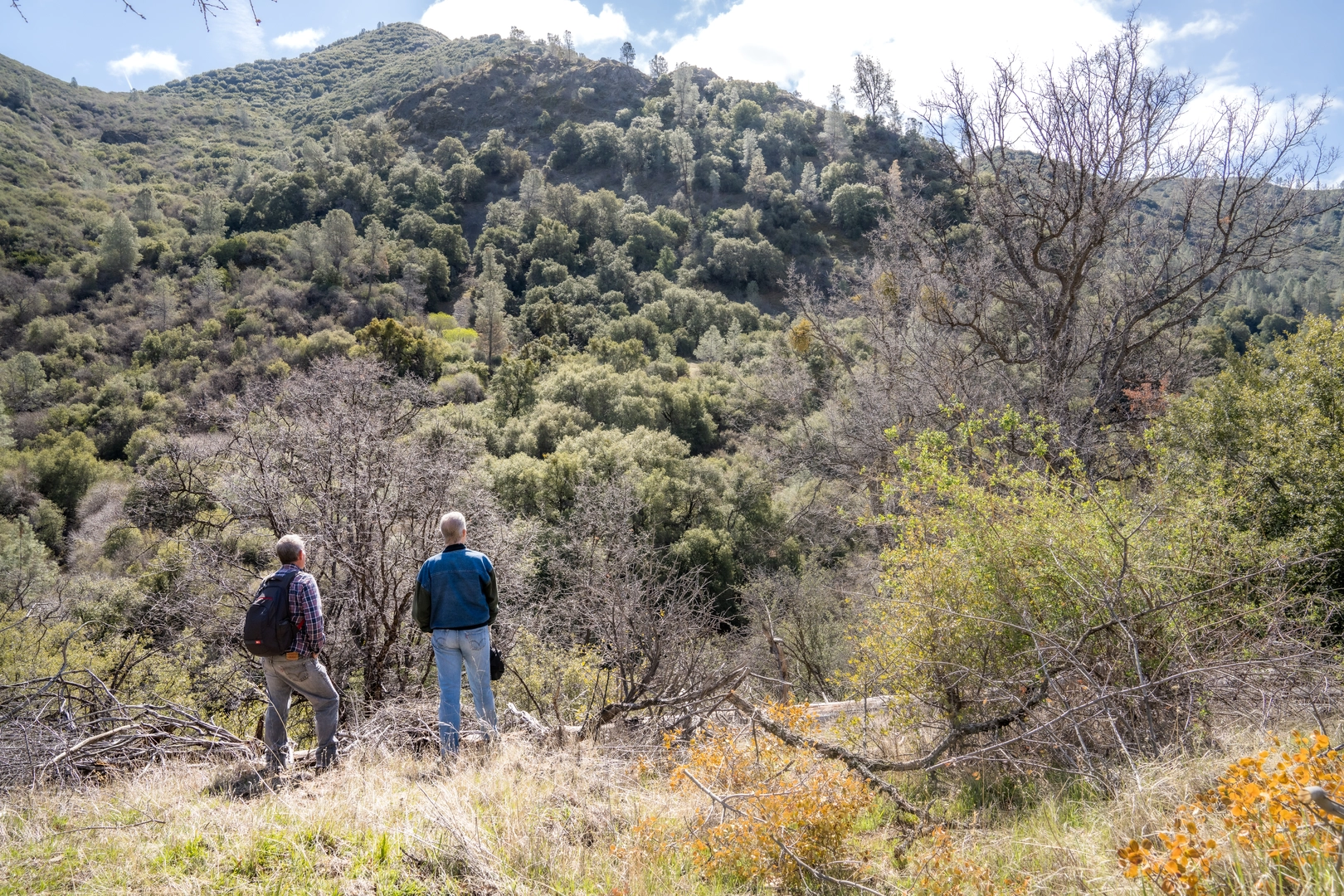 An image depicting the trail Laguna Mountain Road Loop and its surrounding area.