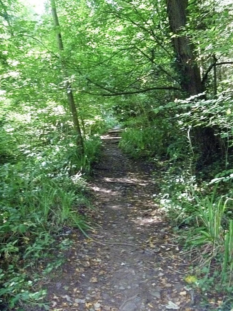 An image depicting the trail Leigh Woods Walk and its surrounding area.