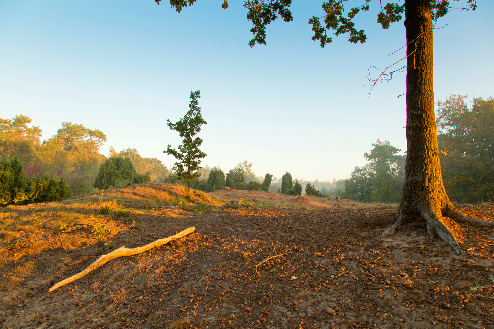 An image depicting the trail Overloonsche Duinen and Helderse Duinen Loop and its surrounding area.