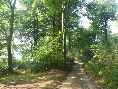 An image depicting the trail Cranham to Paradise and its surrounding area.