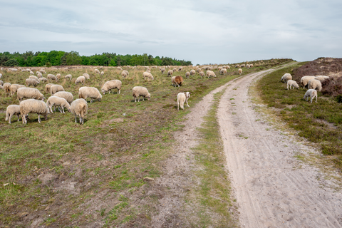 Elspeterweg, Hukshorsterzand and Ermelosche Heide Loop