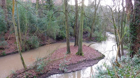 Grapenhall Wood and The Dingle Loop