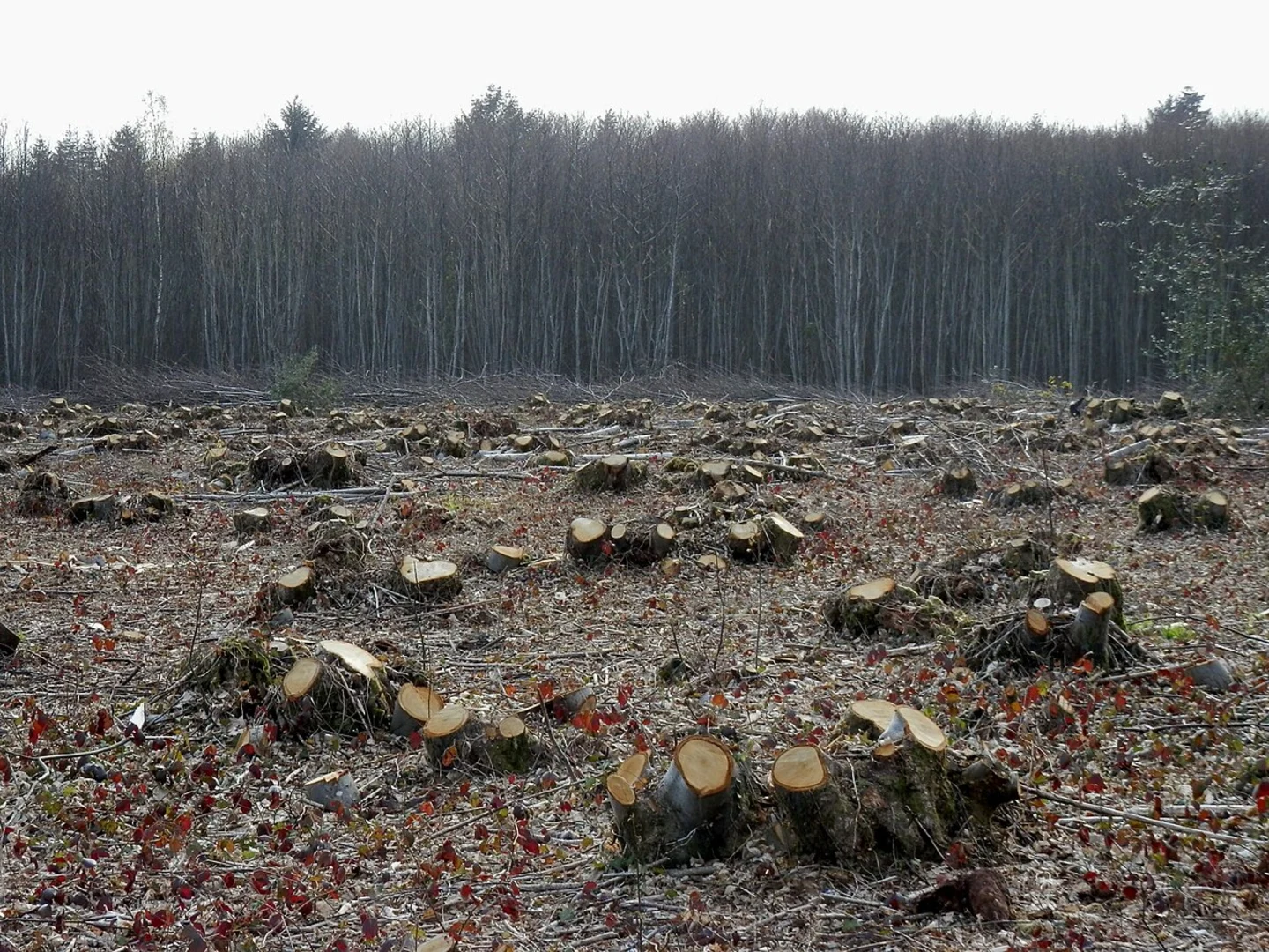 An image depicting the trail Rewell Wood Loop and its surrounding area.