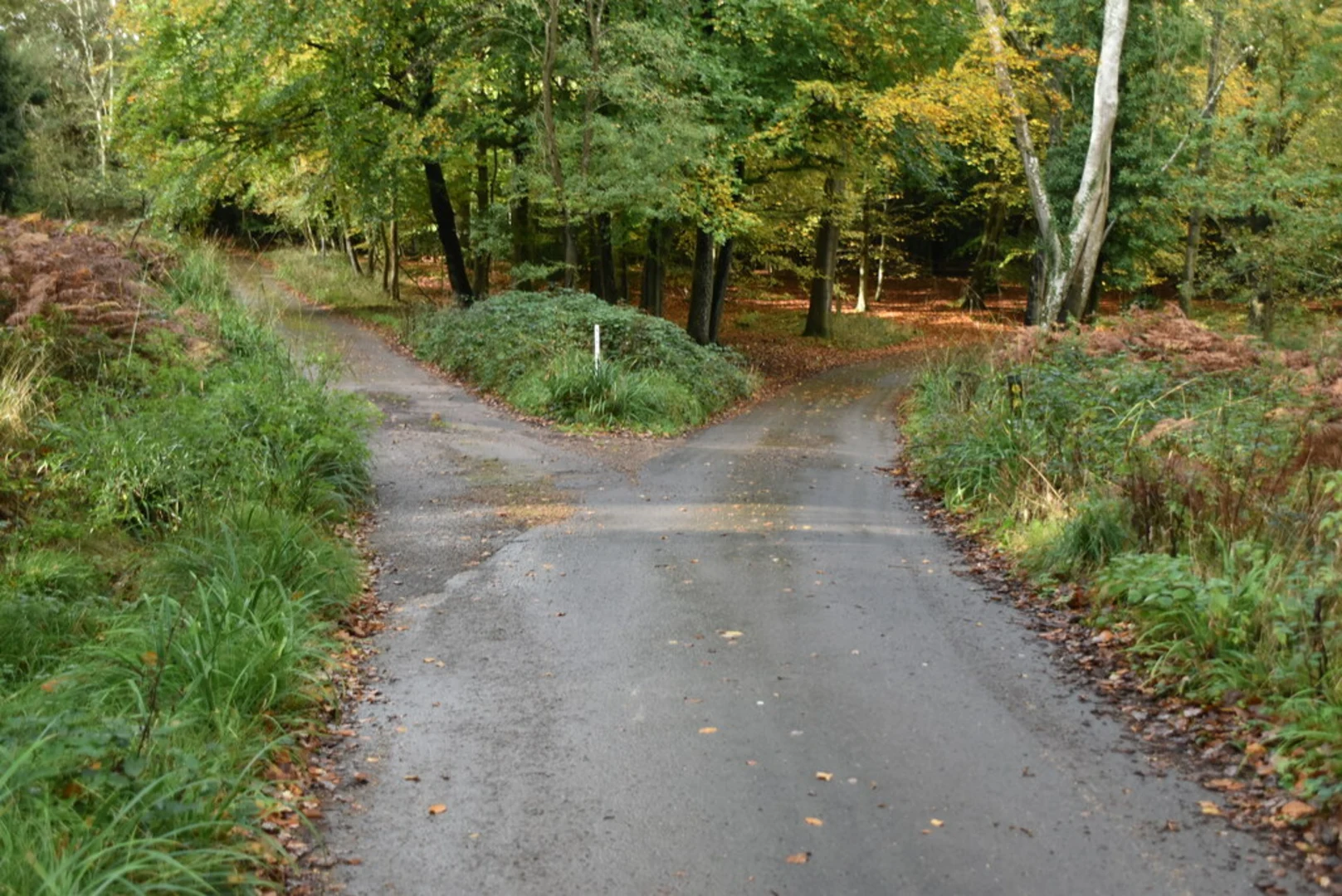An image depicting the trail Five Hundred Acre Wood Short Loop and its surrounding area.