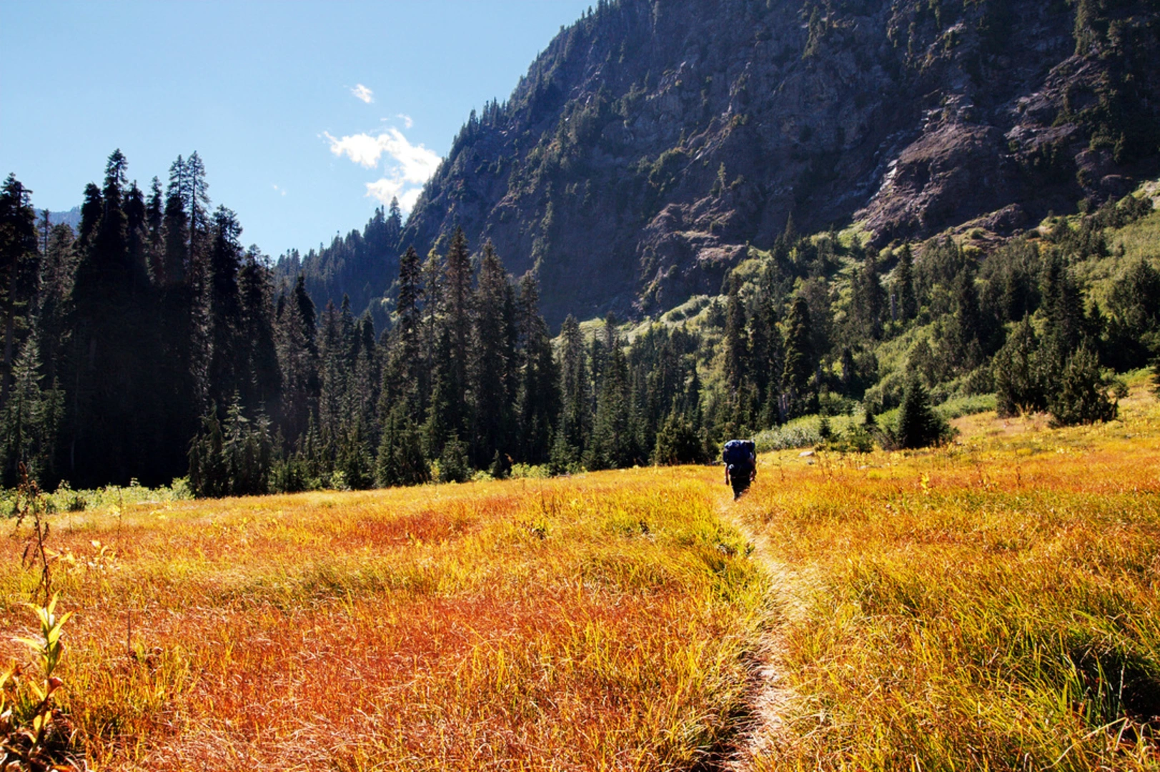 An image depicting the trail West Fork Dosewallips River via Dosewallips Road Trail and its surrounding area.