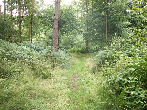 Shamley Green to Pasture Wood Walk