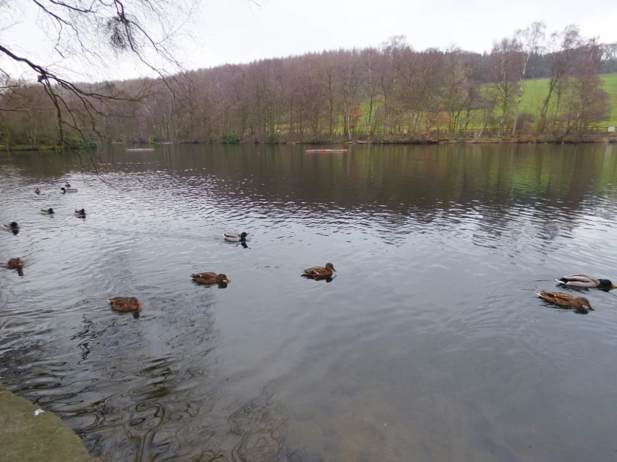 St Ives Estate and Plantation Loop