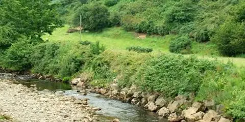 An image depicting the trail Ronan’s Way - Yellow Loop and its surrounding area.
