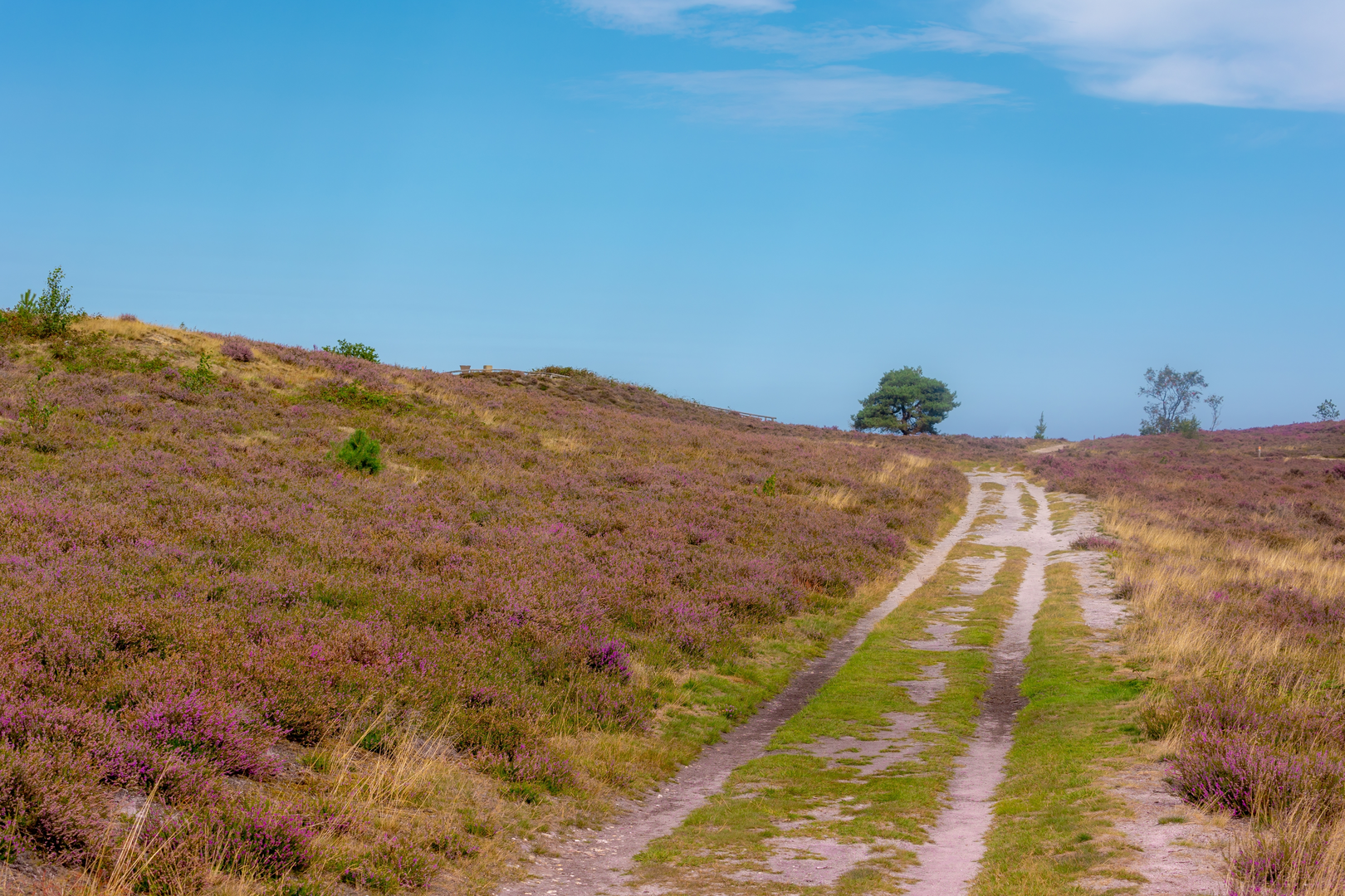 An image depicting the trail Giethemer Kerkpad, Oude Raalterweg, Diezerstraat and Stuwepad Loop and its surrounding area.