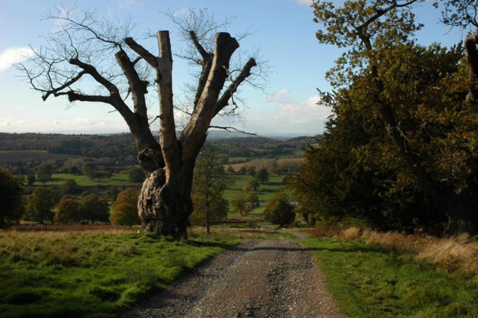 An image depicting the trail Dog Hill, Birchen Wood and Coneygree Wood Loop and its surrounding area.
