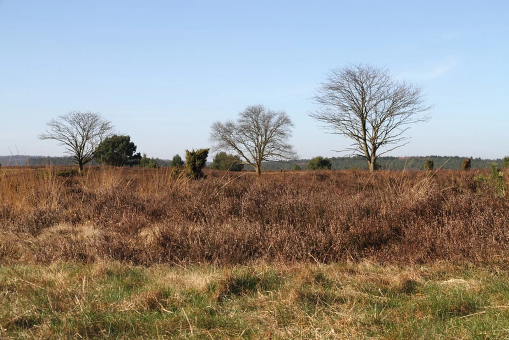 An image depicting the trail Undeloh Loop and its surrounding area.