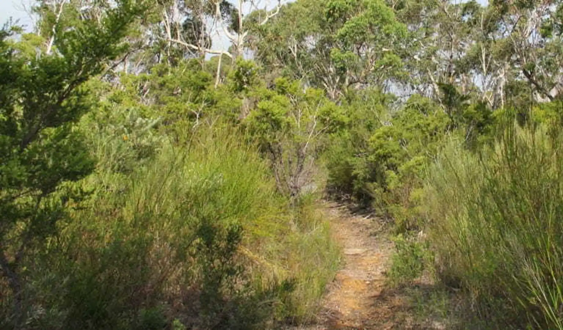 An image depicting the trail Mooray Track and its surrounding area.