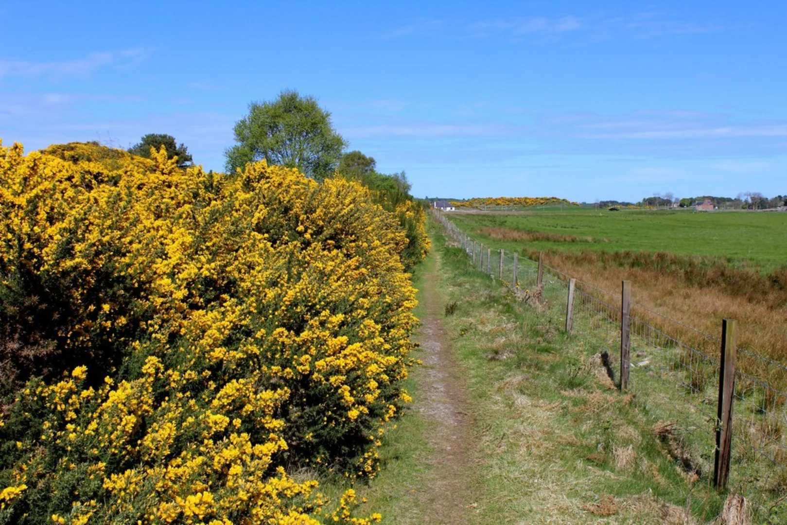 An image depicting the trail Camore Wood Forest Loop Trail and its surrounding area.