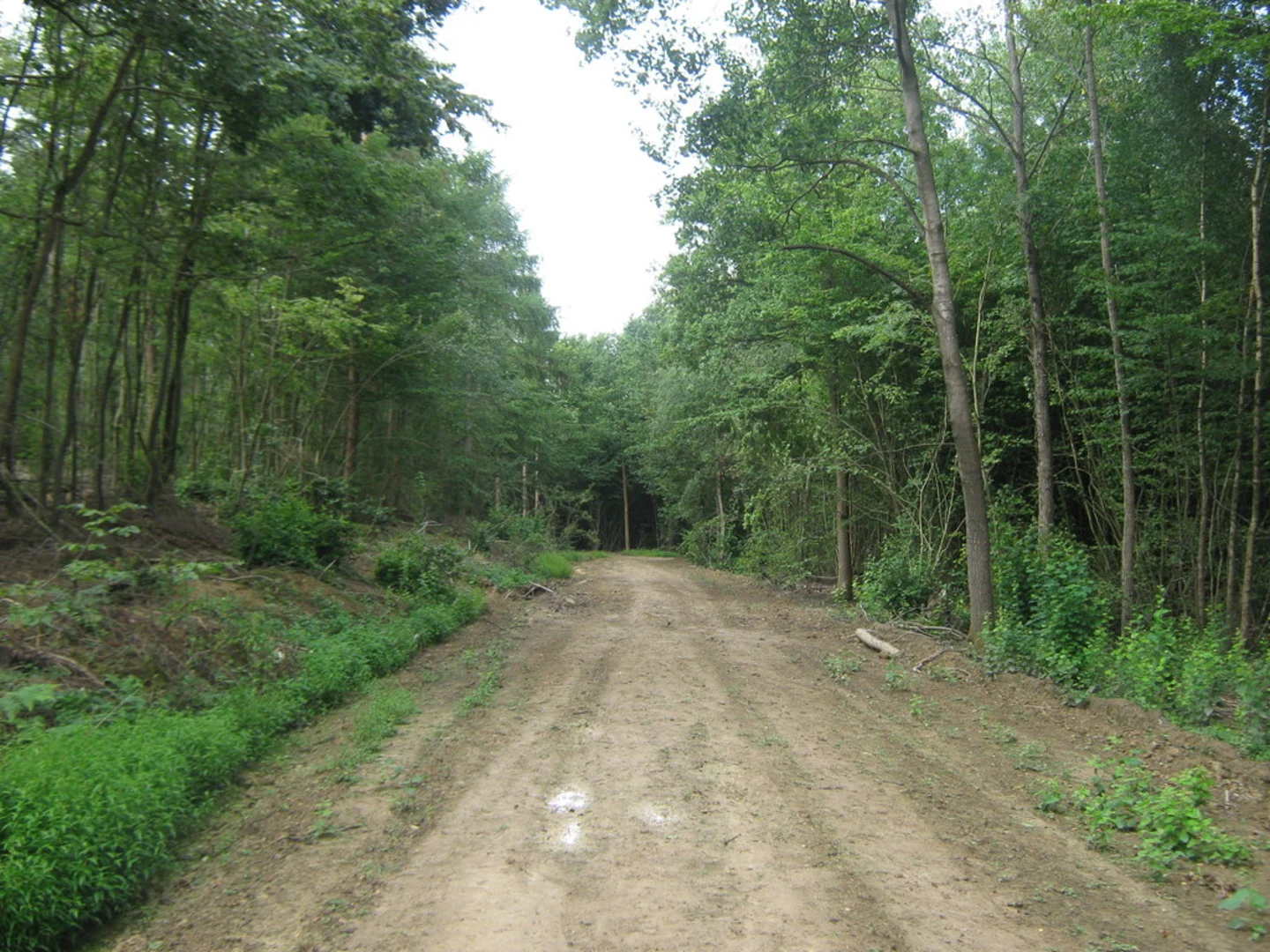 An image depicting the trail Faggs Wood and Adam Wood Loop and its surrounding area.