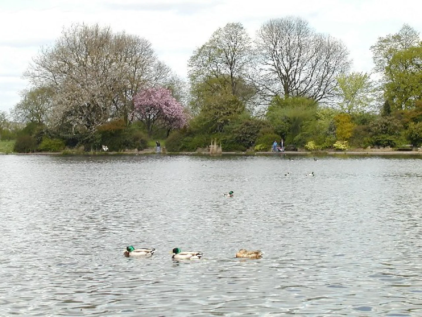An image depicting the trail Chellaston, Aston on Trent and Alvaston Park Lake Loop and its surrounding area.