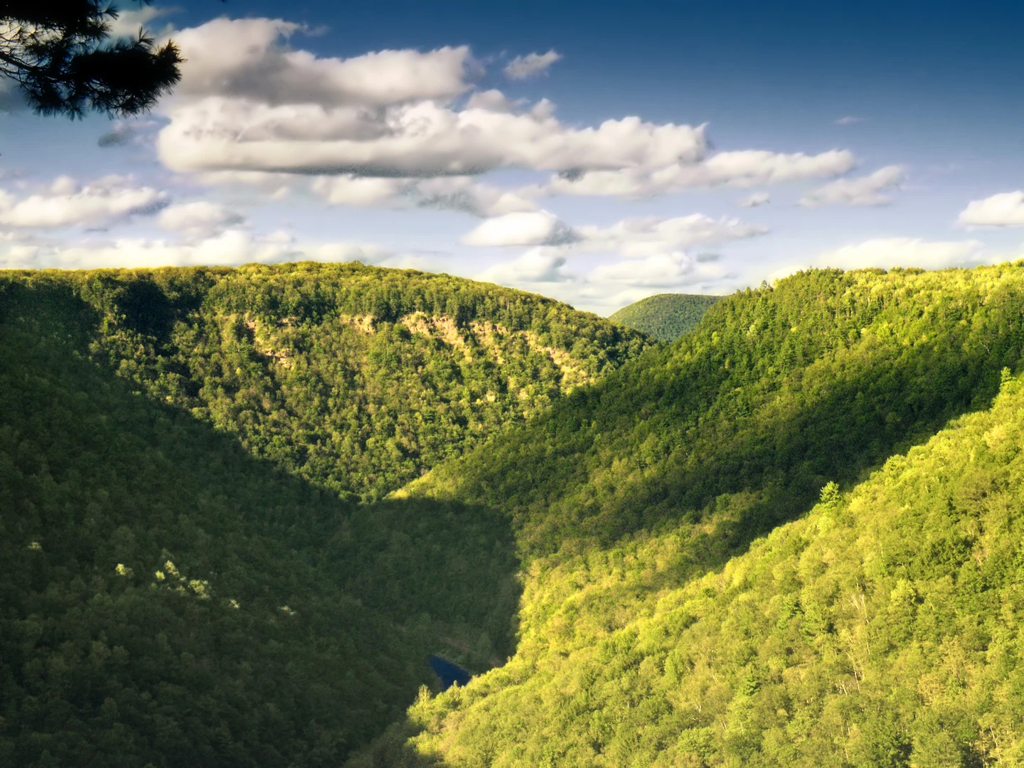 An image depicting the trail Pine creek via Turkey Path and its surrounding area.