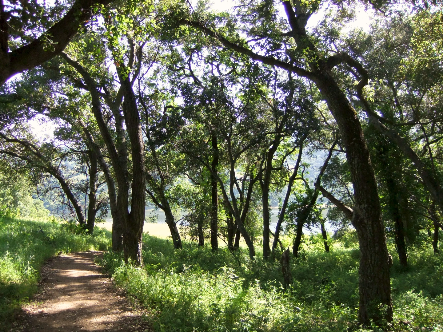 An image depicting the trail Mendoza and Coyote Ridge Loop Trail and its surrounding area.