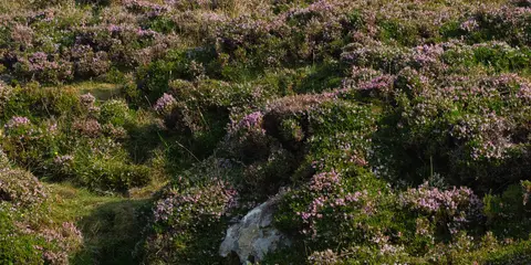 An image depicting the trail Offaly Way and its surrounding area.