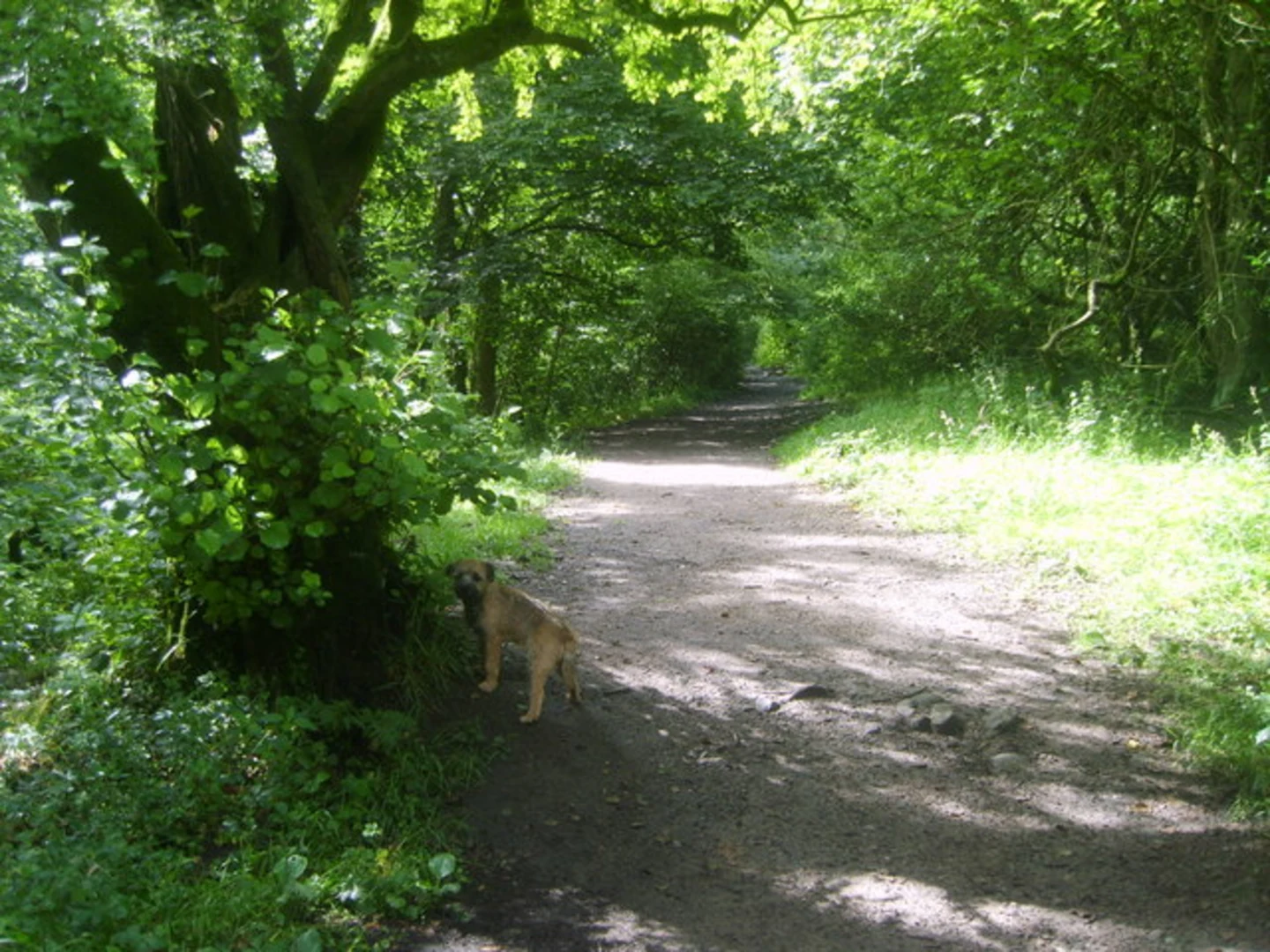 An image depicting the trail River Brock Loop - Brock Mill and its surrounding area.