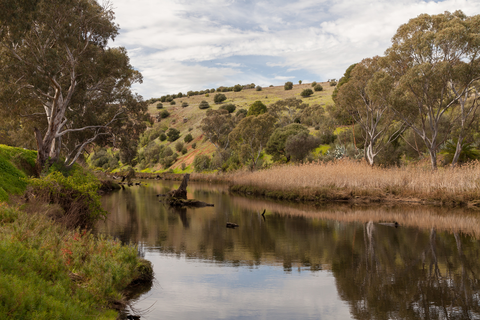An image depicting the trail Old Coach Link Track and its surrounding area.