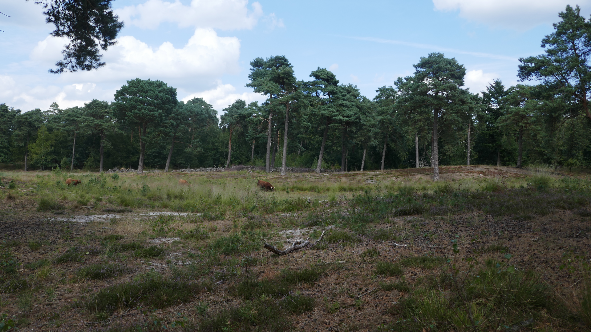 An image depicting the trail De Beugense Peel, De Vlagberg abd Vakantiepark Loop and its surrounding area.