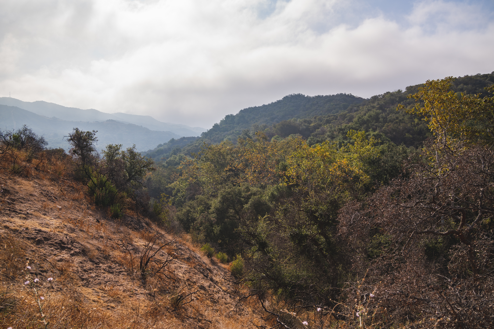 An image depicting the trail Temescal Ridge, Eagles Springs Fire Road and Backbone Loop Trail and its surrounding area.