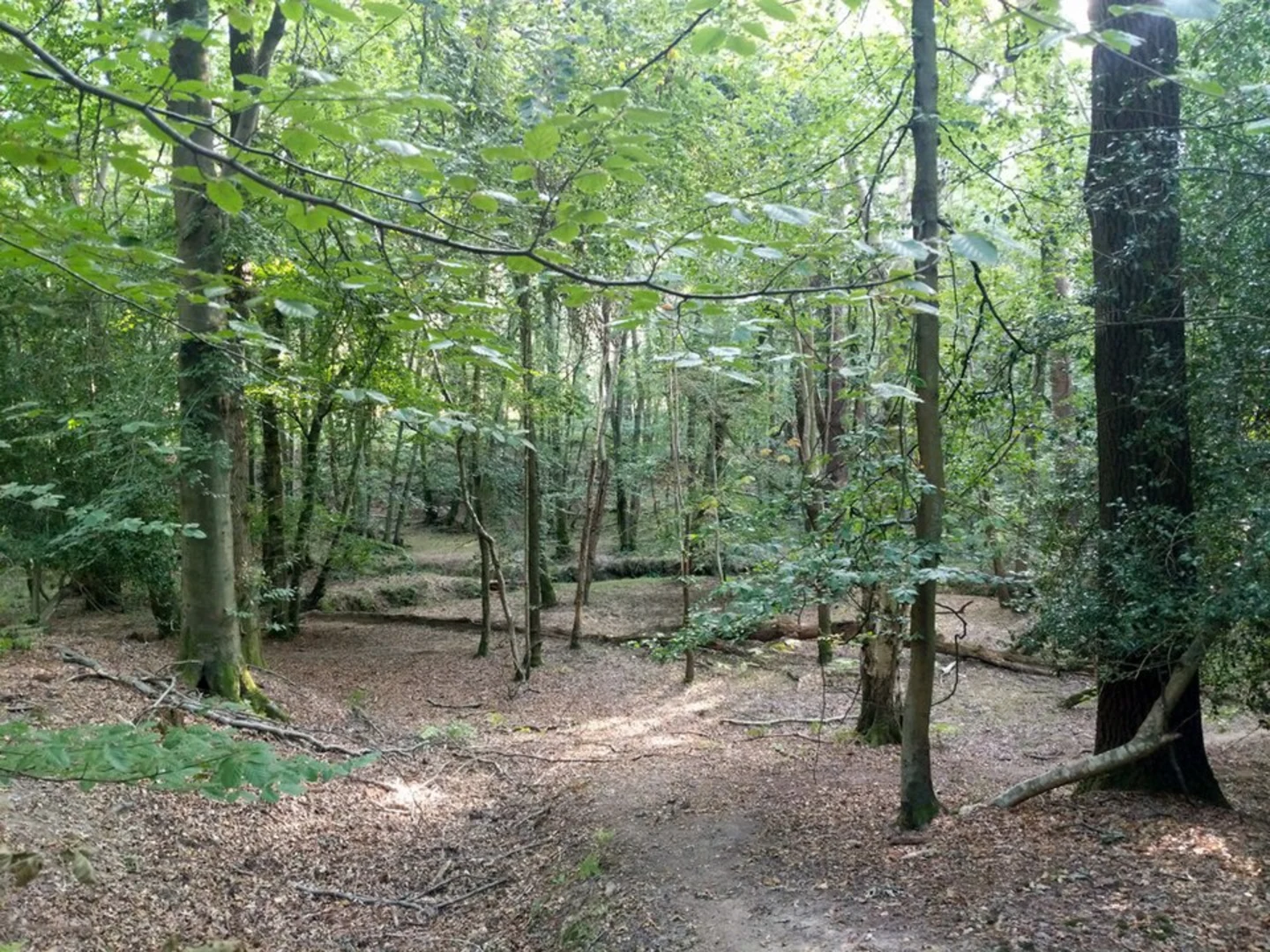 An image depicting the trail Old Lodge Nature Reserve Loop and its surrounding area.
