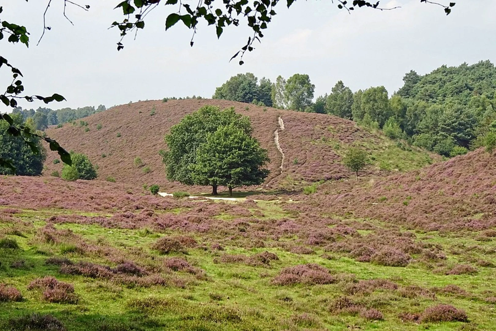 An image depicting the trail Groote Emmer and Kraaijenberg Loop and its surrounding area.