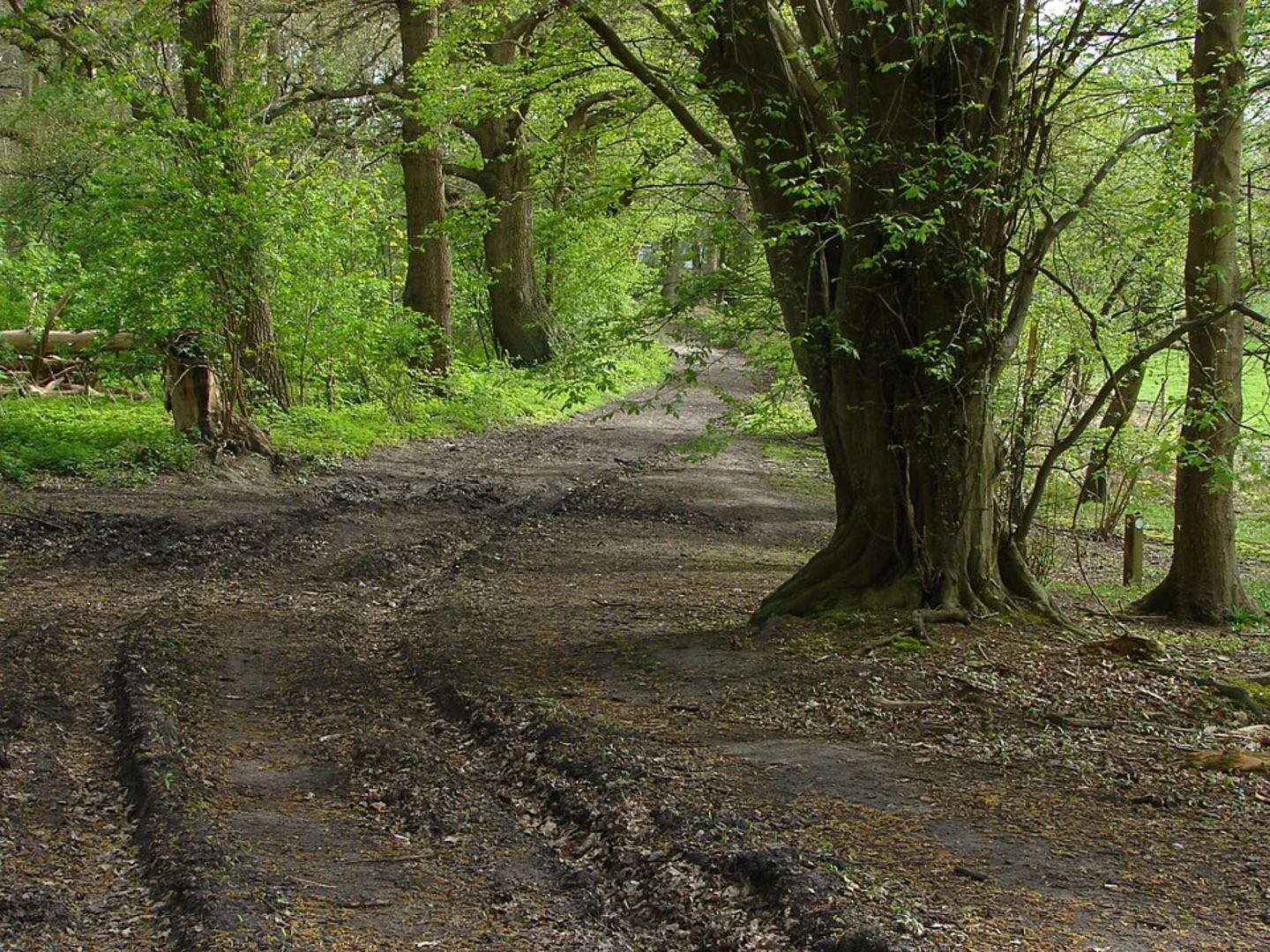An image depicting the trail Hatchford Wood and Bolder Mere Loop and its surrounding area.
