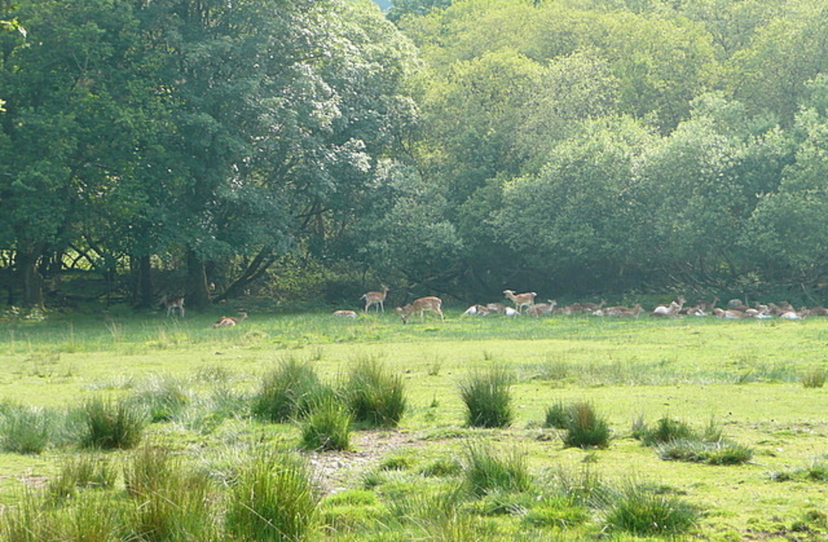 An image depicting the trail Deer Watch Trail - Bolderwood Deer Sanctuary and its surrounding area.
