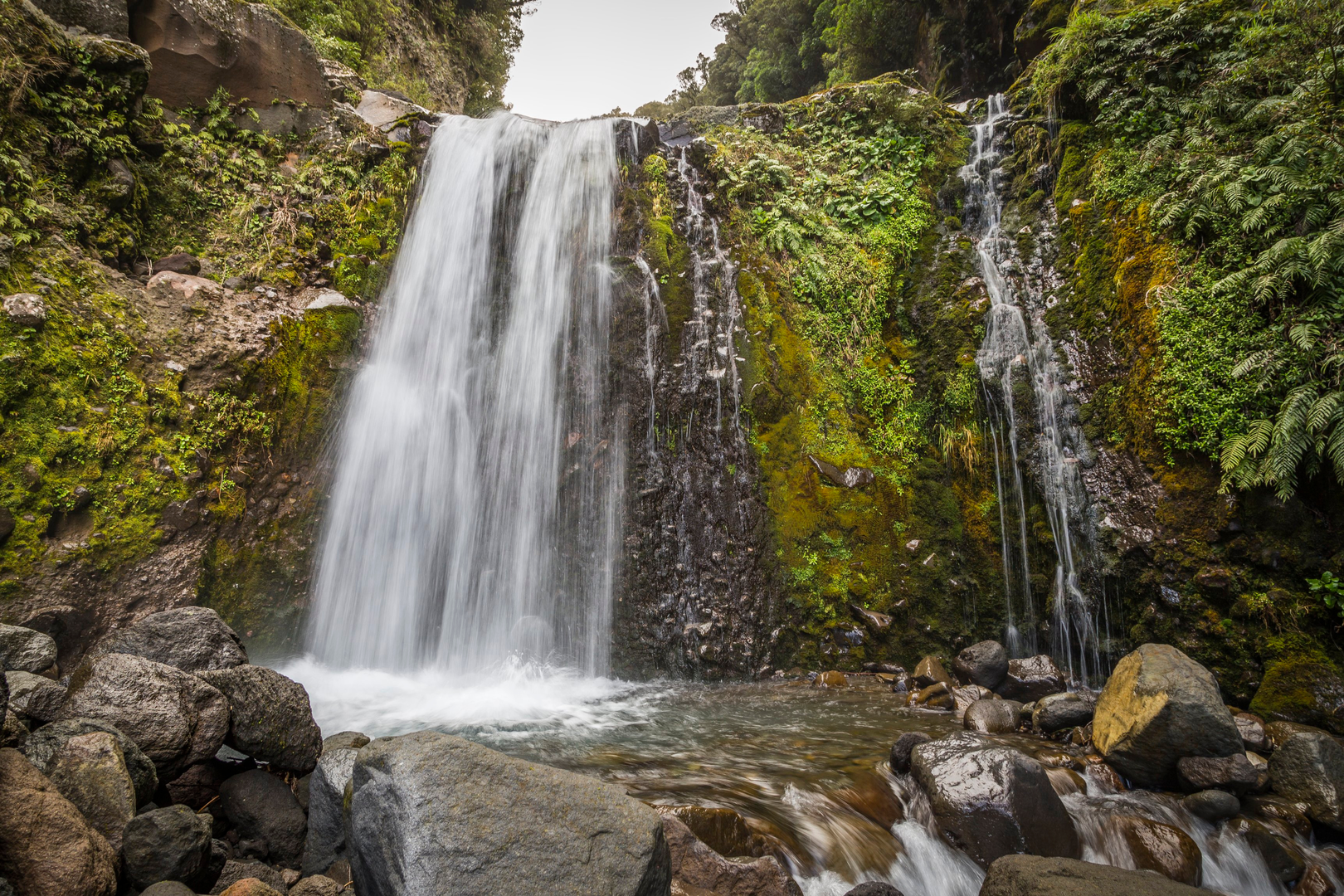 An image depicting the trail Curtis Falls Track and its surrounding area.