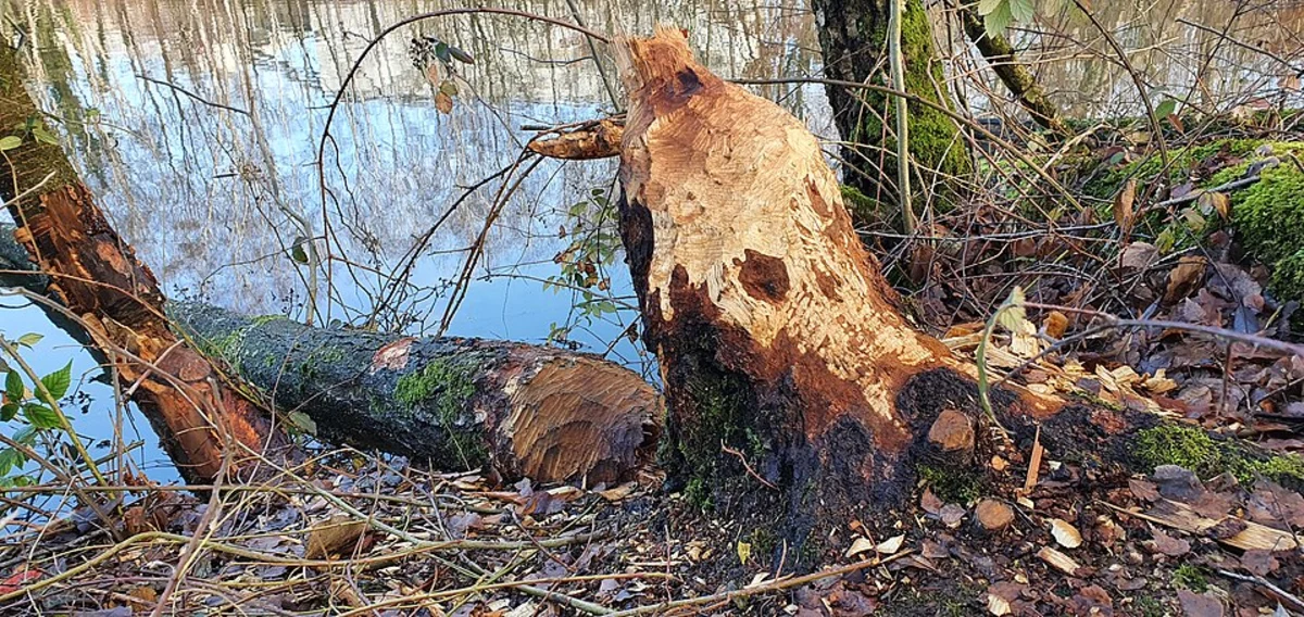 Herzog Weiher via Rund um Wildsachsen