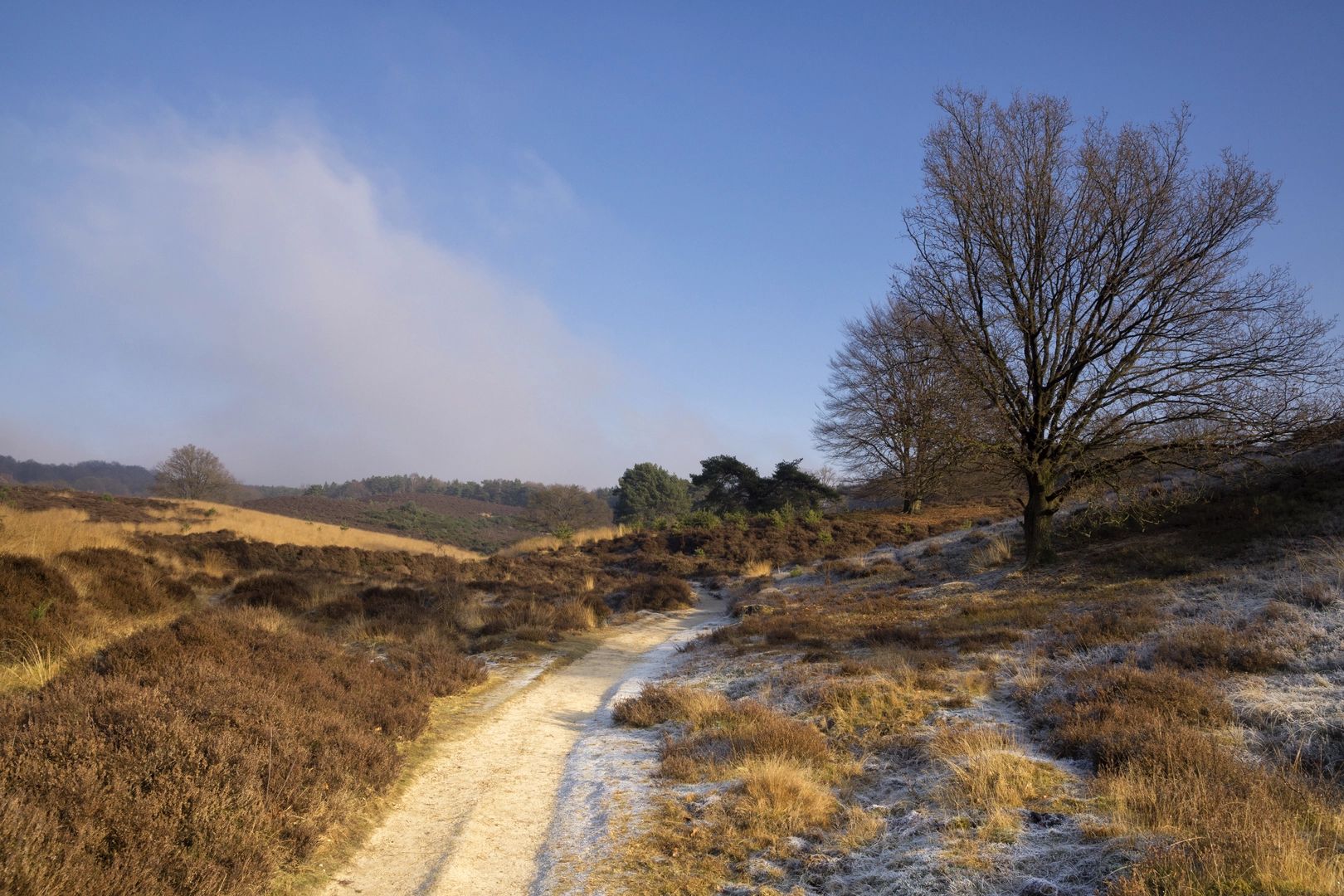 An image depicting the trail Rozendaalsche Veld, Beerenberg and Herikhuizerveld Loop and its surrounding area.