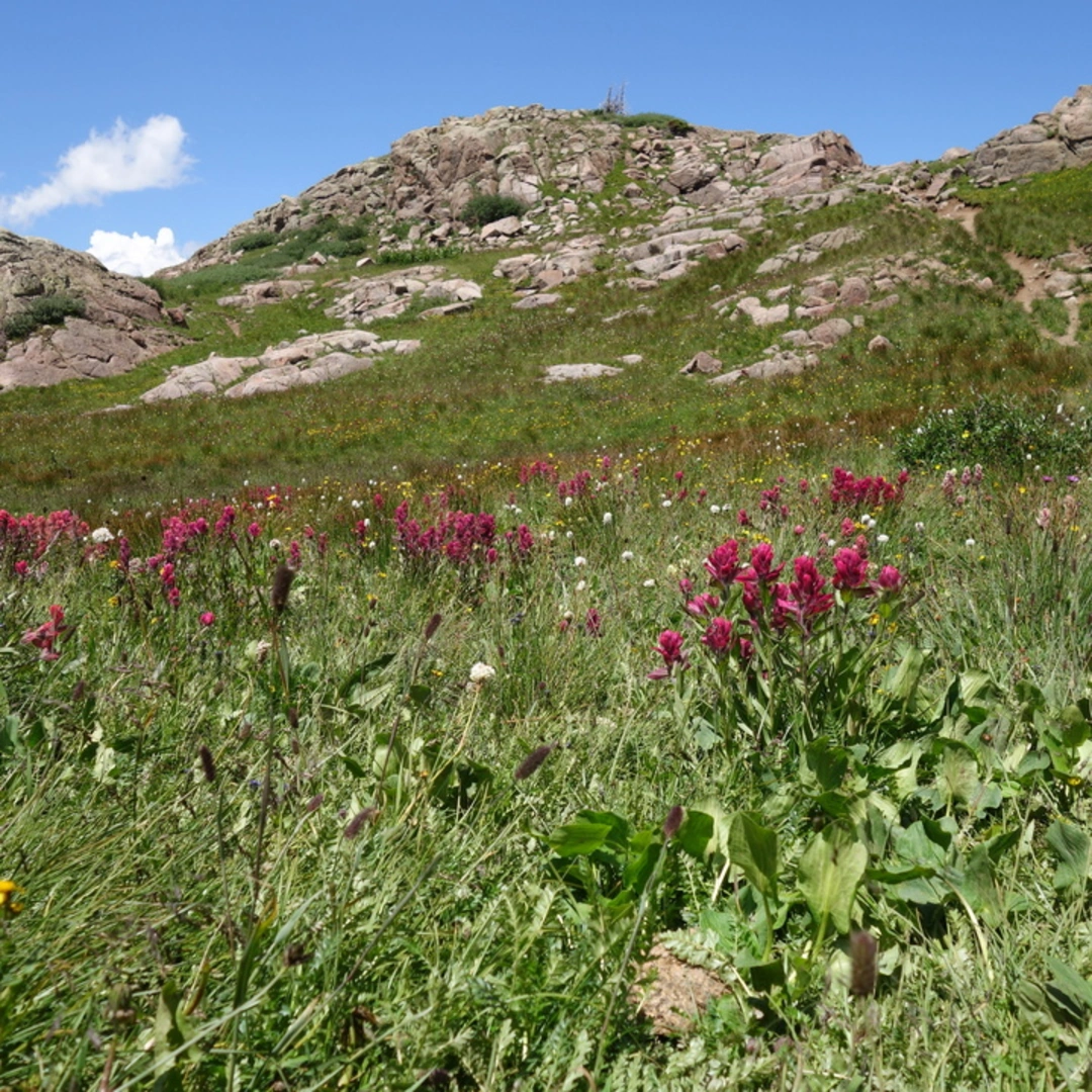 An image depicting the trail Burnt Timber Trail and its surrounding area.