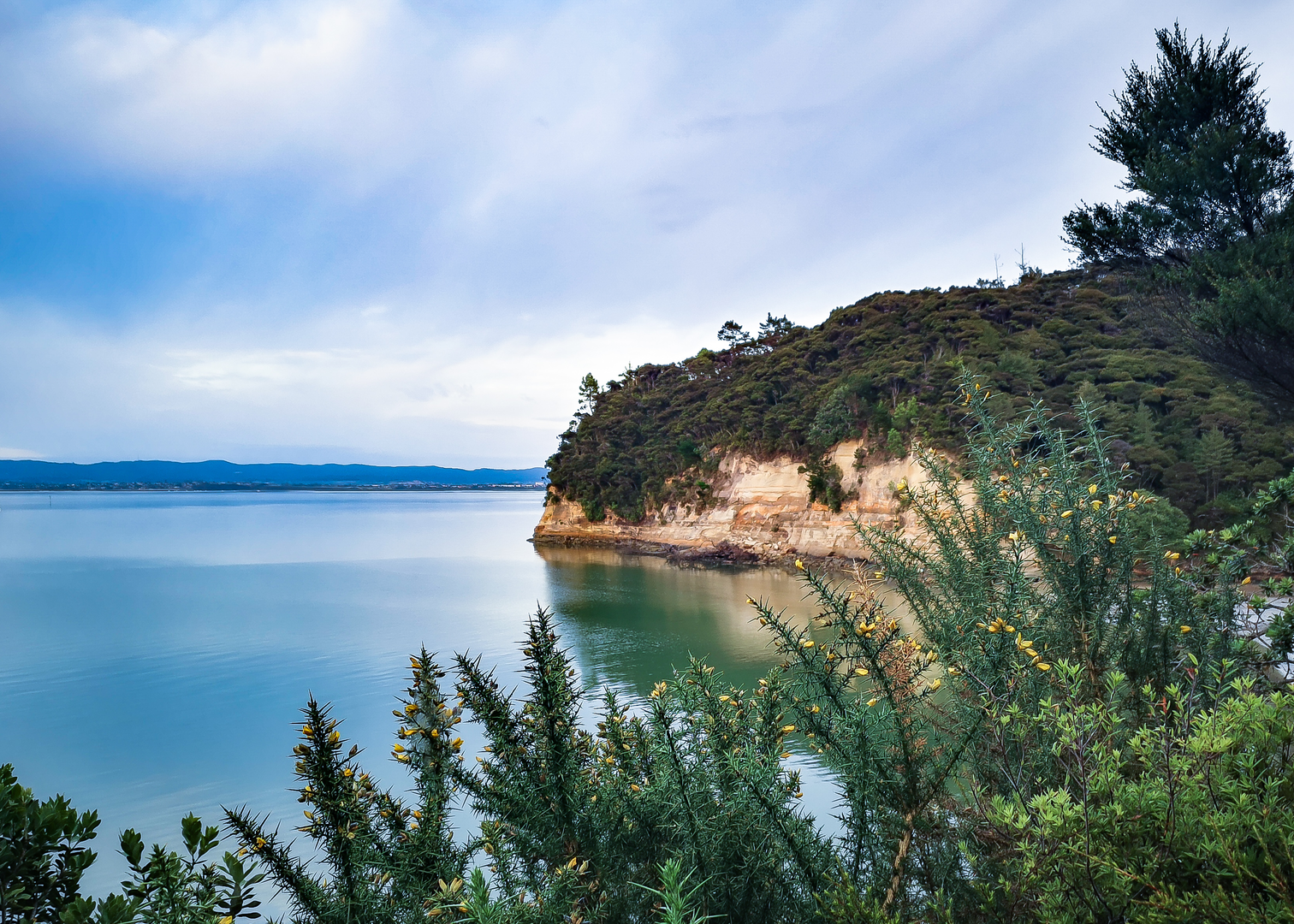 An image depicting the trail Kauri Point Centennial Path Loop and its surrounding area.