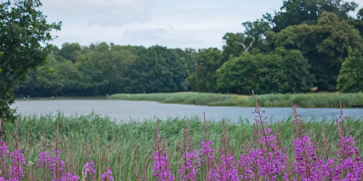 Blickling Lake Walk - Norfolk