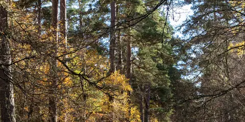 An image depicting the trail Grantown and Spey Loop via Speyside Way and its surrounding area.