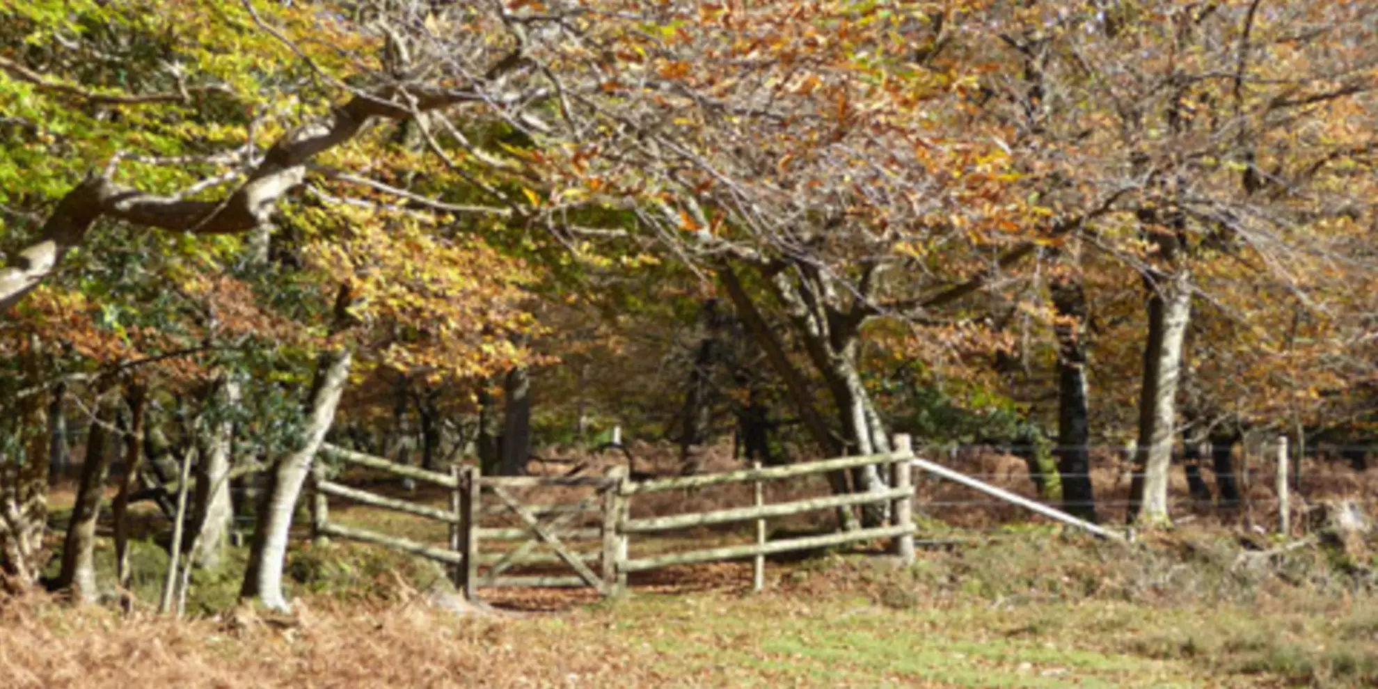 An image depicting the trail Holmhill Inclosure from Millyford Bridge and its surrounding area.