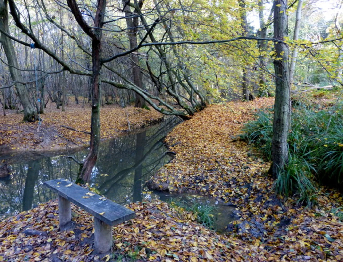 An image depicting the trail Black, Red and Green Loop Trail - Blean Woods National Nature Reserve and its surrounding area.