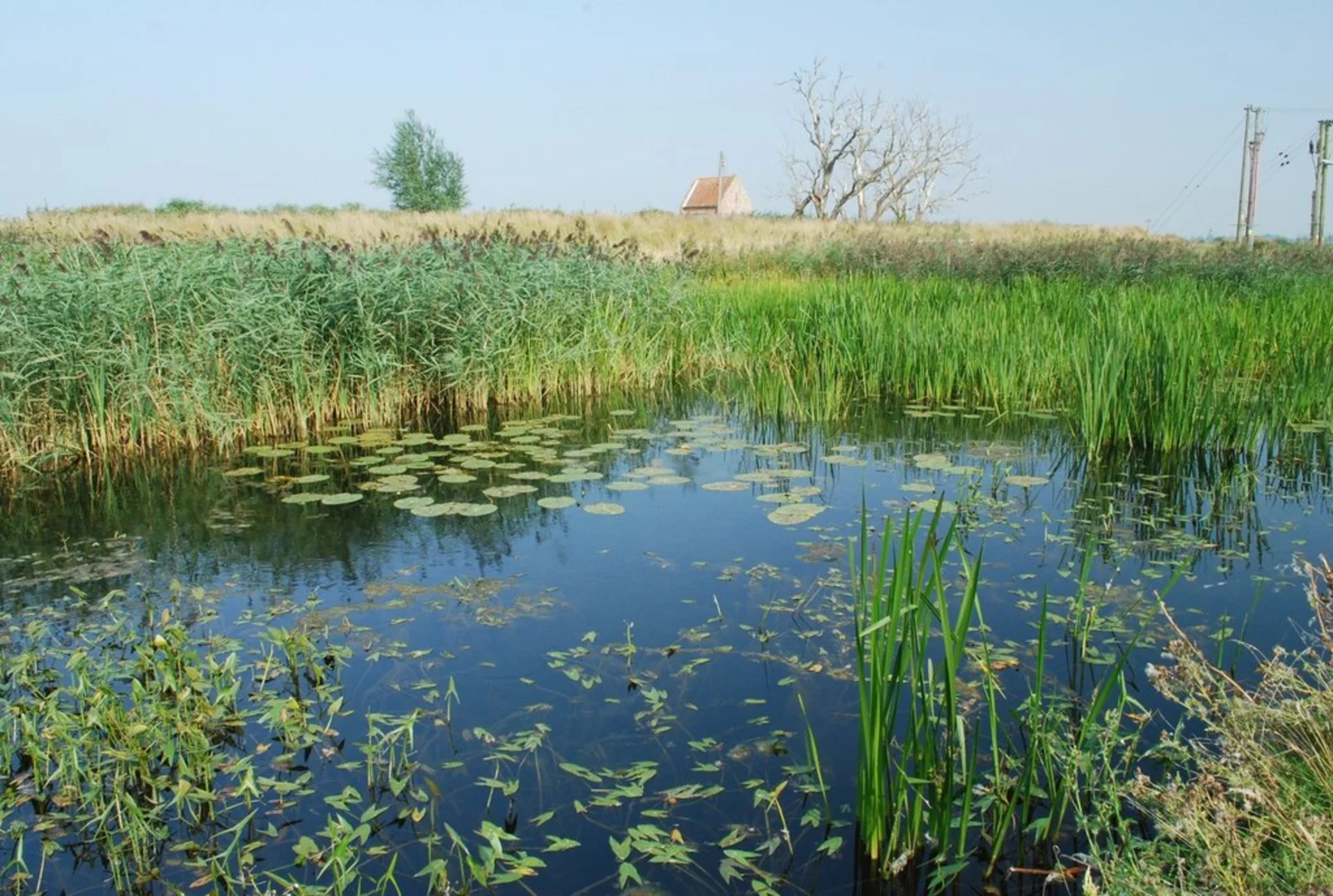 An image depicting the trail Fairhaven Woodland and Water Garden Loop and its surrounding area.
