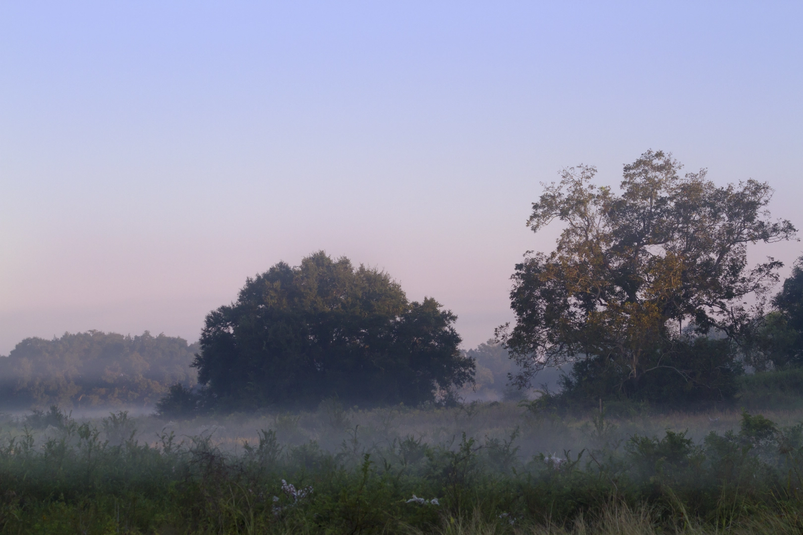 An image depicting the trail Brazos Bend State Park and its surrounding area.