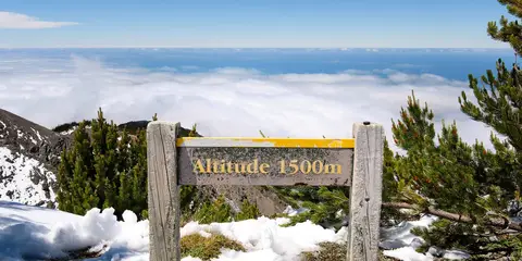 An image depicting the trail Mount Fyffe Forest Walk and its surrounding area.