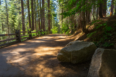 An image depicting the trail Tuolomne Grove Trail and its surrounding area.