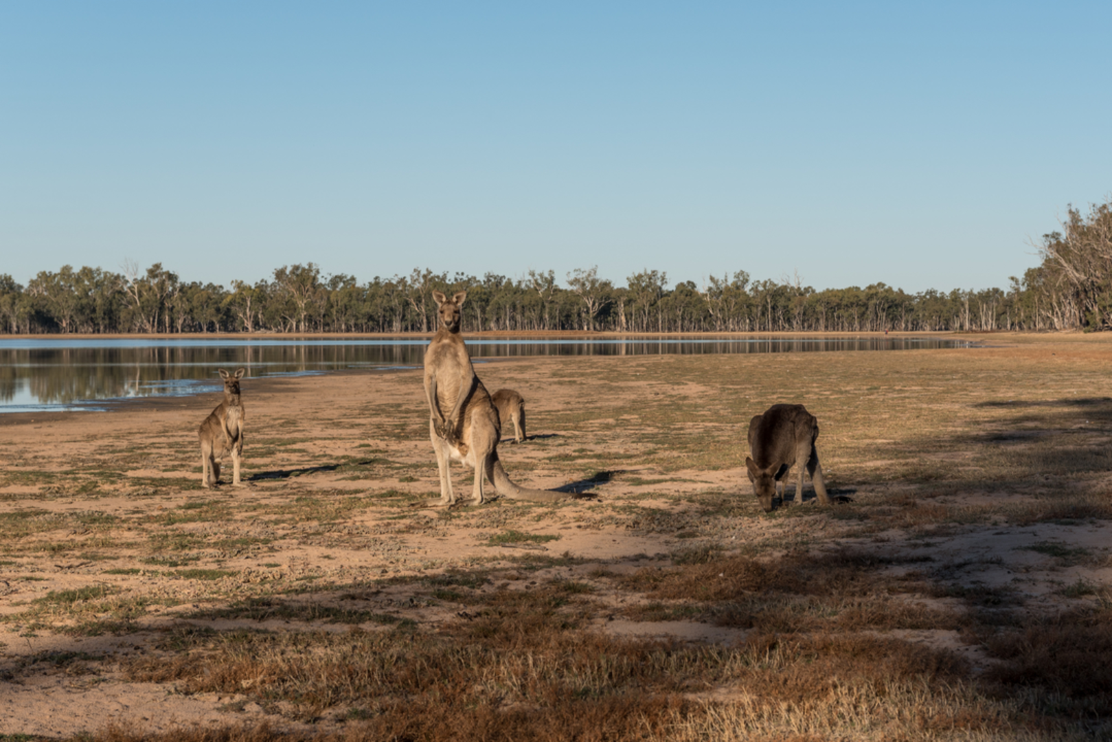An image depicting the trail Red gum Track and its surrounding area.