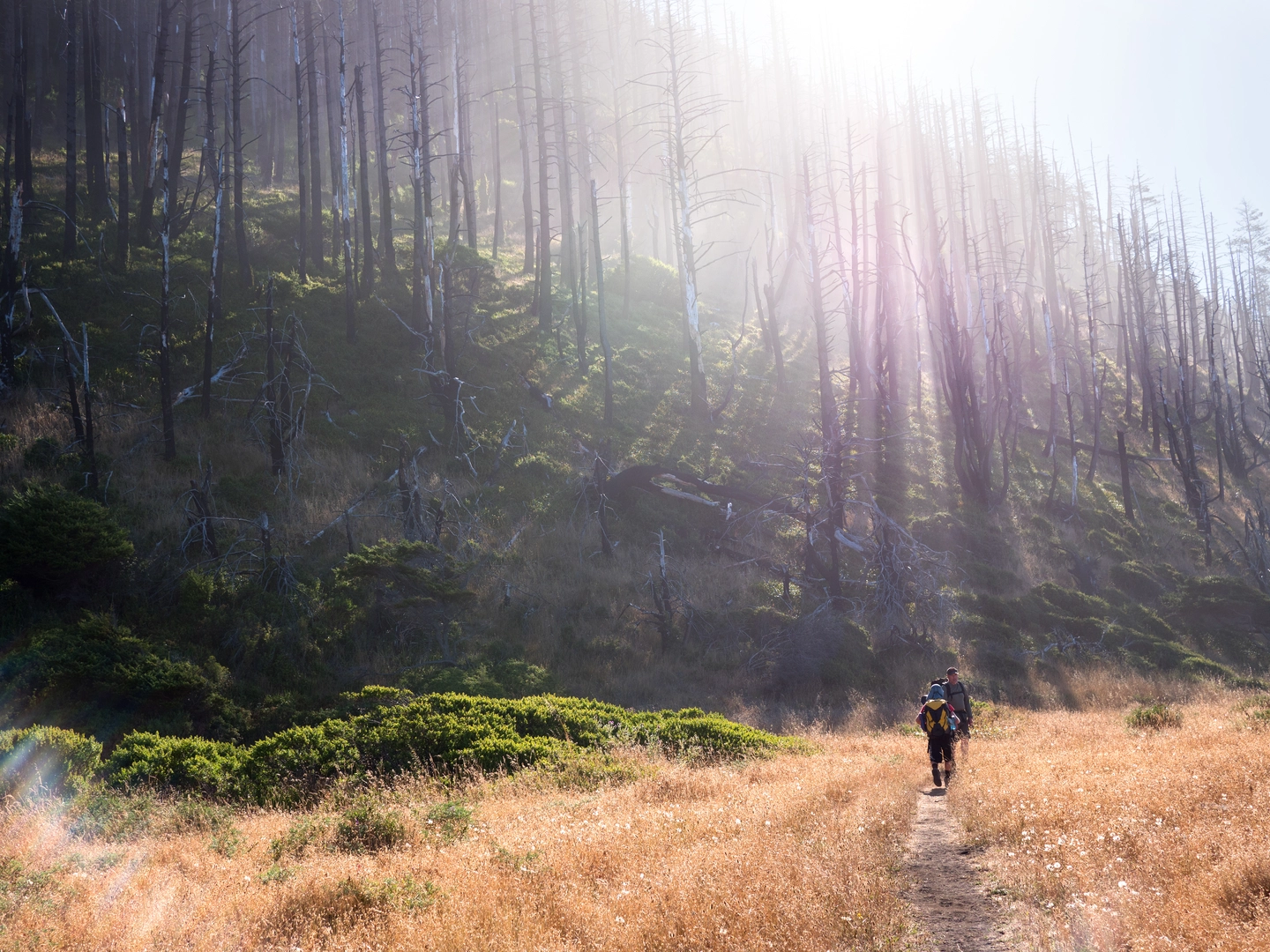 An image depicting the trail Paradise Royale Loop and its surrounding area.