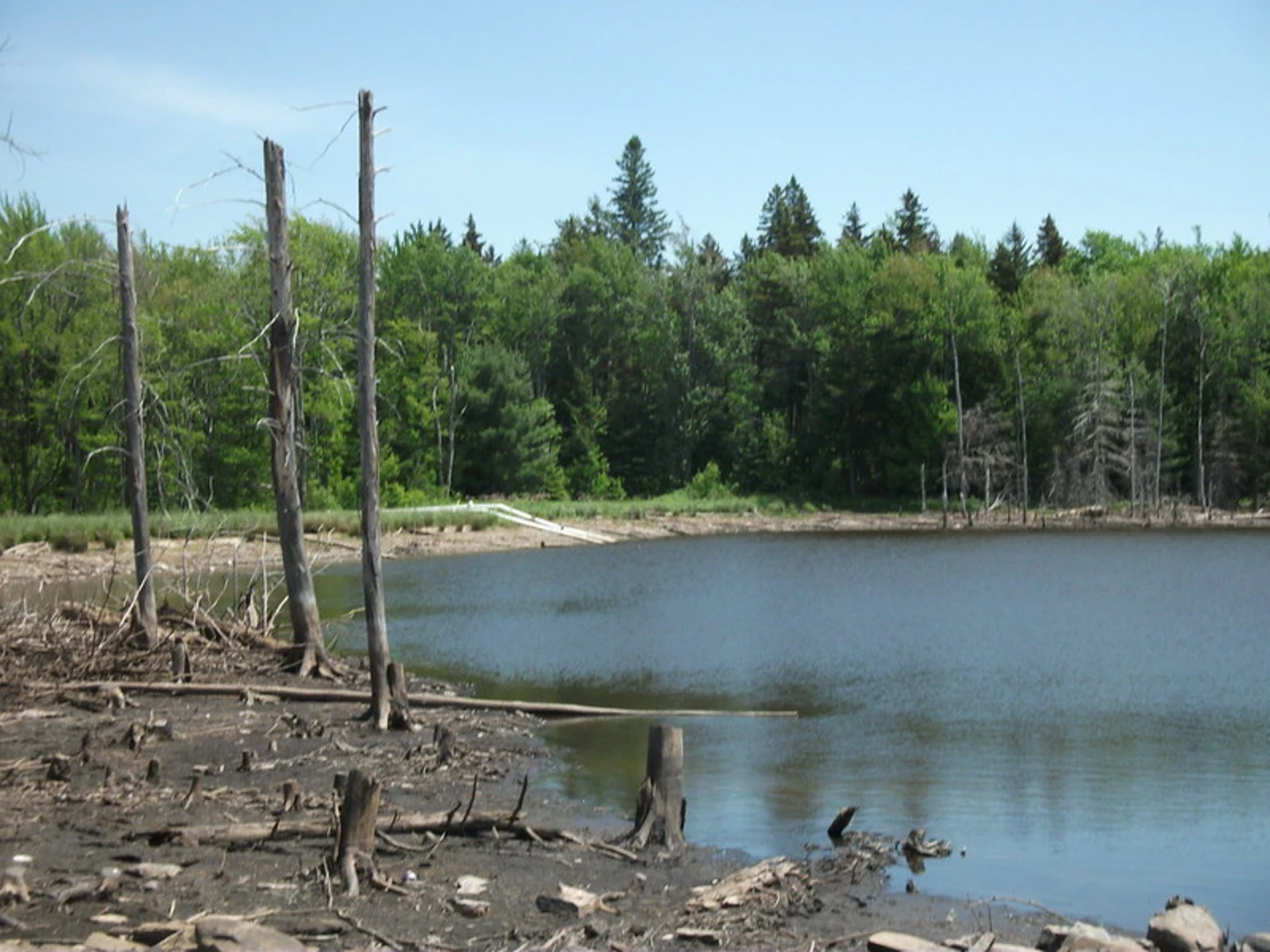 An image depicting the trail Looking Glass Pond Loop Trail and its surrounding area.