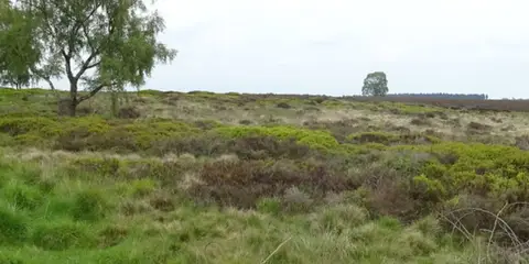 An image depicting the trail The Cannock Chase War Trail and its surrounding area.