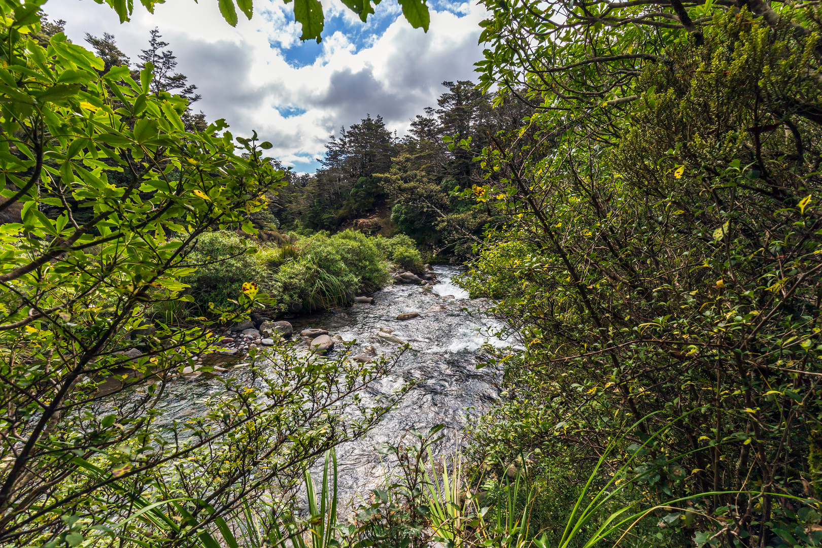 An image depicting the trail Whakapapanui Track and its surrounding area.