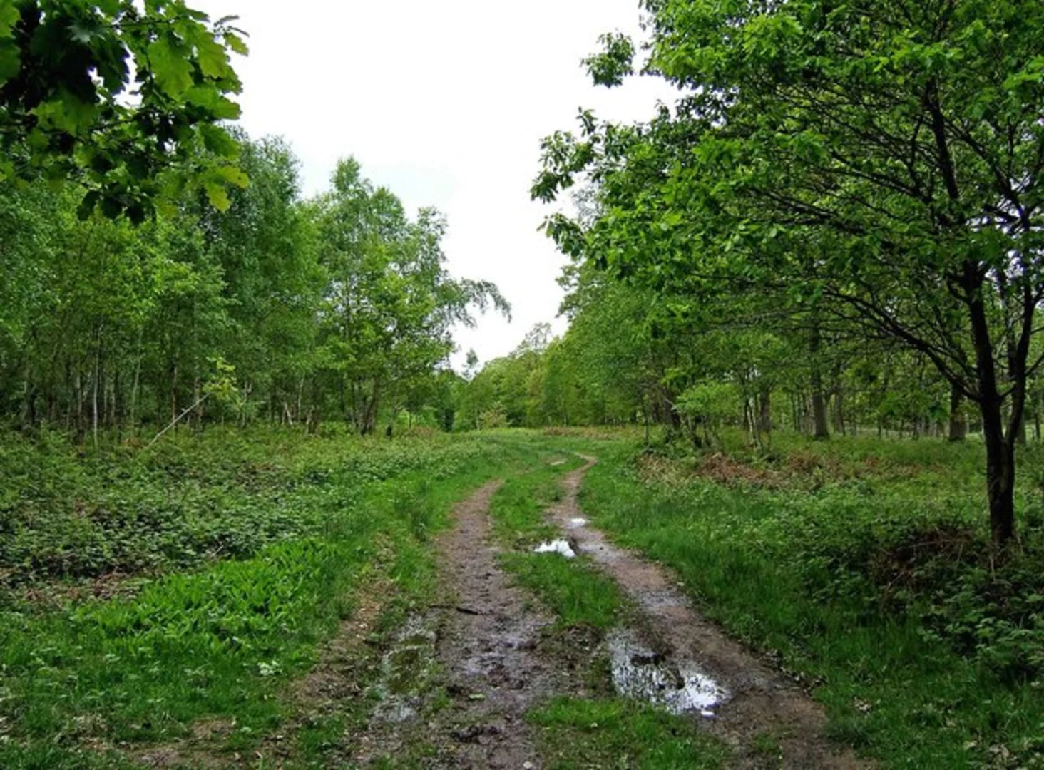 An image depicting the trail Wyre Forest Southern Loop - Callow Hill and its surrounding area.