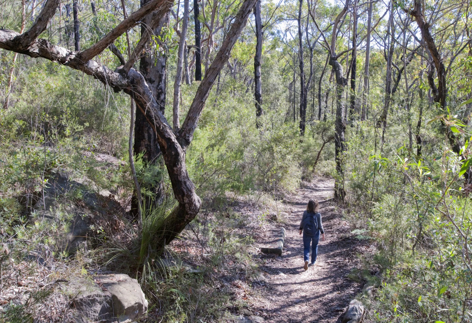 An image depicting the trail Red Hands Cave Walking Track - Blue Mountains National Park and its surrounding area.